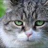 Kritischer Blick