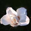 Weisse Magnolienblüte
