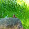 Eichhörnchen