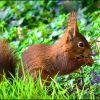 Eichhörnchen