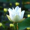 Seerose