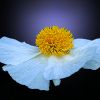 Baummohn