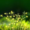 Butterblumen