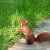 Eichhörnchen