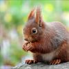 Junges Eichhörnchen
