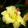 Eine Lilienart