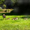 Nilgans mit ihren Küken