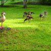 Nilgänse im Juni