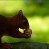 Eichhörnchen