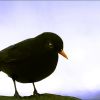 Amsel