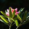 Rhododendron
