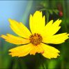 Mädchenauge (Coreopsis)