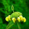Blume