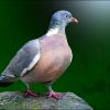Taube