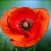 Mohn