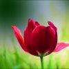 Tulpe im Mai