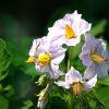 Kartoffelblüten