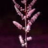 Astilbe,