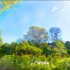 Sommer