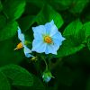 Kartoffelblüten