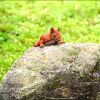 Eichhörnchen