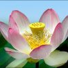 Lotosblume