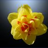 Narcissus Tahiti