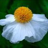 Kalifornischer Baummohn