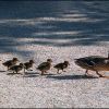 Entenfamilie