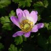 Kleine Anemone
