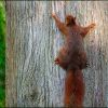Eichhörnchen am Baumstamm