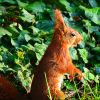 Eichhörnchen