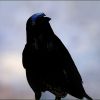 Rabe am Morgen