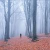 Einsam im Nebel wandern