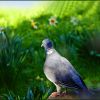 Taube