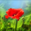 Mohn Mohn