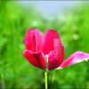 Tulpe