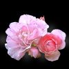 Rosen