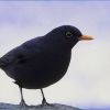 Amsel