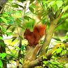 Eichhörnchen