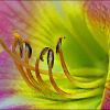 Blick ins Innere einer Lilie Blick ins Innere einer Lilie