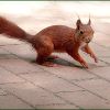 Eichhörnchen