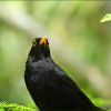 Amsel Amsel