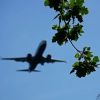 Flieger zwischen den Bäumen