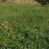 Herbstwiese Herbstwiese