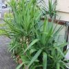 Yucca