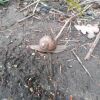 Weinbergschnecke