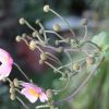 Herbst anemone
