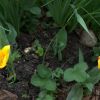 Blüten