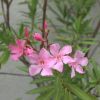Oleander